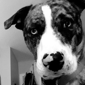 Meet your Posher, Dana